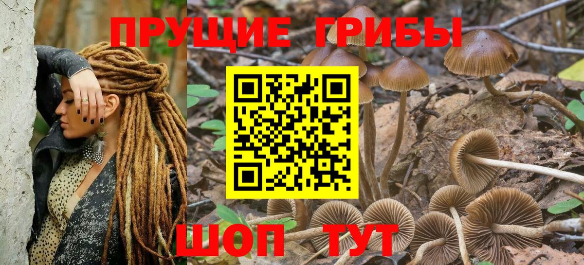 Галлюциногенные грибы Psilocybine cubensis Воткинск
